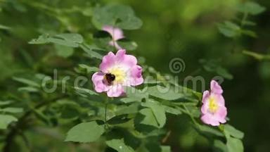 熊蜂采蜜在罗莎犬玫瑰，蔷薇花特写
